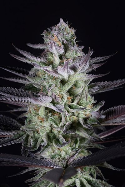 Blueberry Cookies