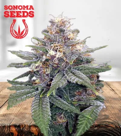 3 Kings Autoflowering