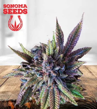 acapulco-gold-autoflowering-image
