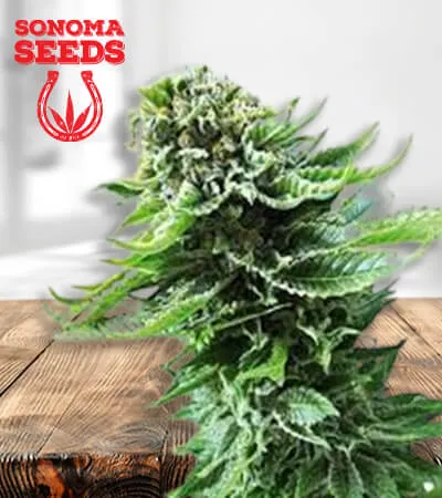 acdc-cbd-image