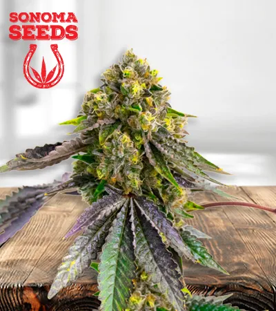 afghan-autoflowering-image