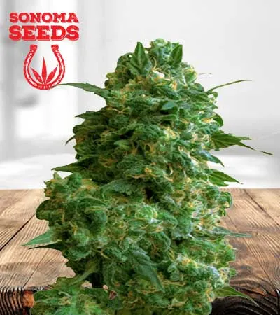 afghan-chocolope-fast-version-image