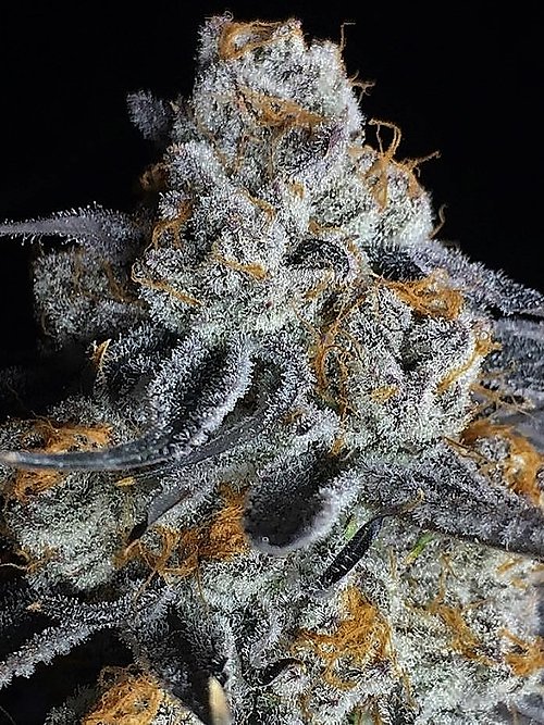 crystal-gelato-image