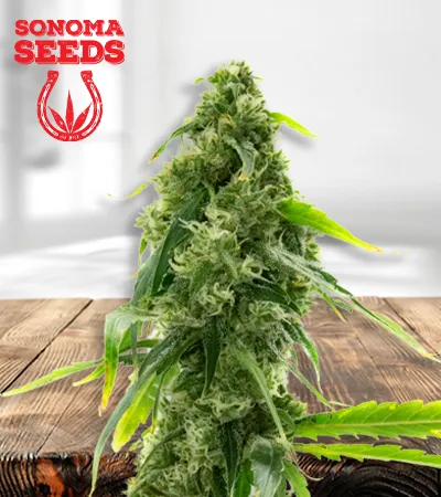 AK-47 Autoflowering