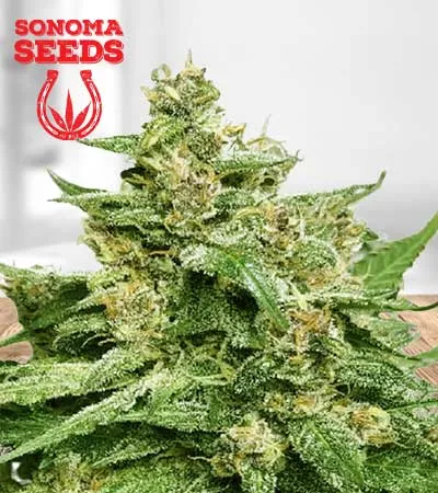 alien-candy-autoflowering-image