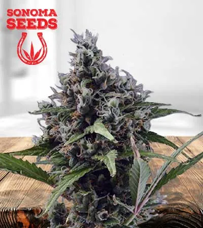 Aloha Autoflowering