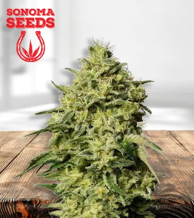 amnesia-autoflowering-image
