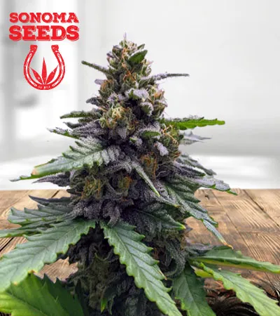 amnesia-haze-autoflowering-image