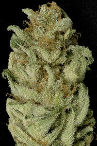 Bruce Banner #3
