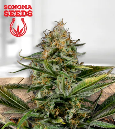 amnesia-kush-autoflowering-image