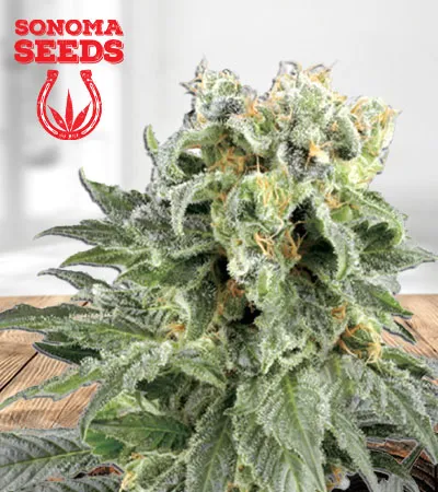 angel-og-autoflowering-image