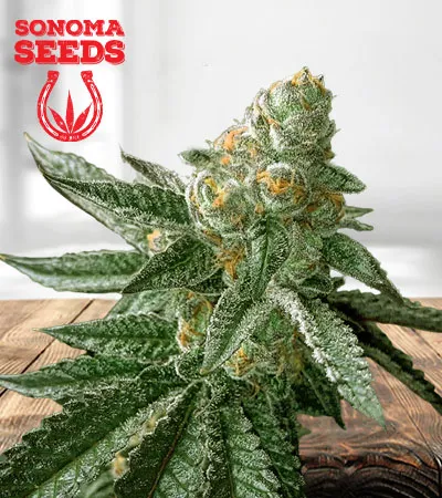 animal-cookies-autoflowering-image