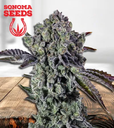 Animal Mint Autoflowering