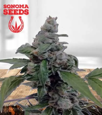 aurora-autoflowering-image