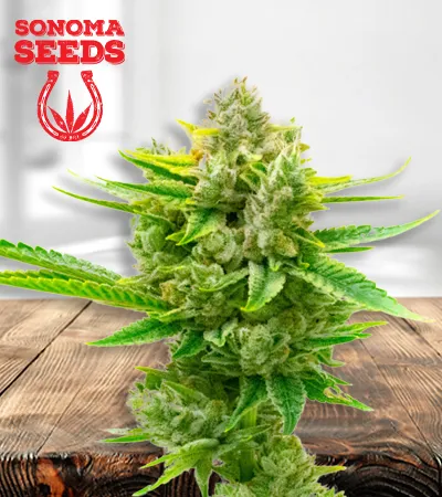 auto-cbd-critical-mass-image