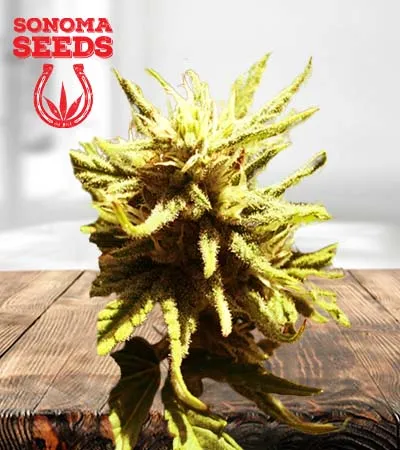 auto-cbd-green-maverick-image