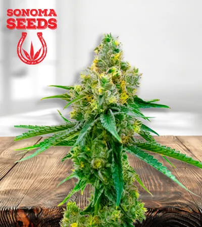 auto-cbd-harlequin-image