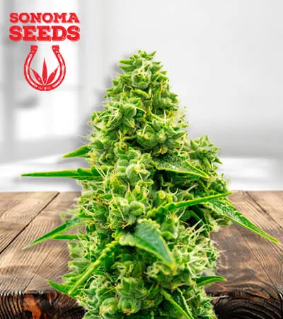 auto-cbd-jack-herer-image