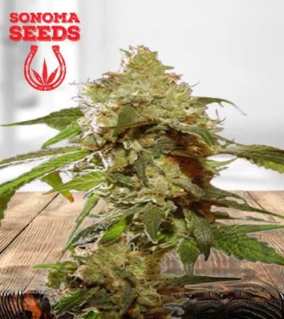 auto-cbdv-afghani-image