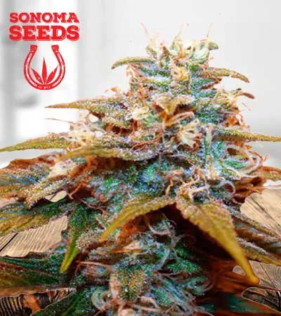 auto-cbdv-indica-image