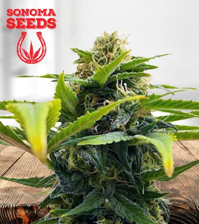 auto-solomatic-cbd-image