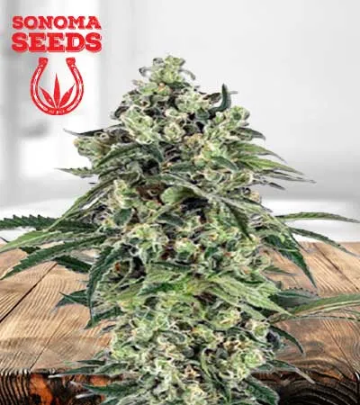 banana-autoflowering-image