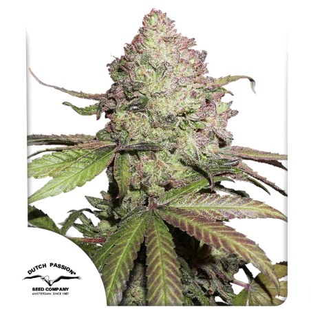 CBD Auto Charlotte’s Angel®