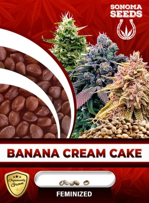 banana-cream-cake-image