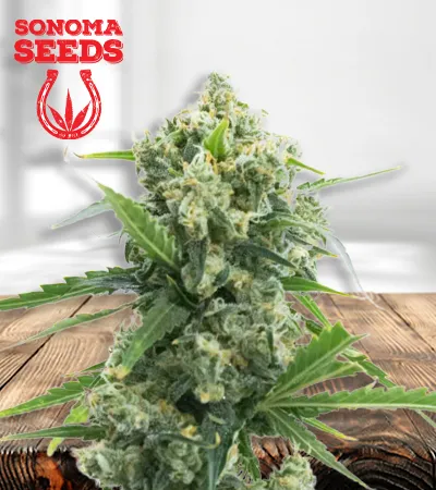 Banana Kush Autoflowering