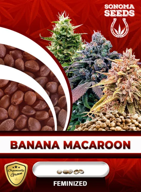 banana-macaroon-image
