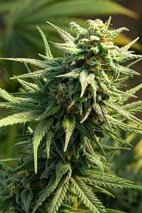 Buzz 'n' Smiles Super Lemon Haze