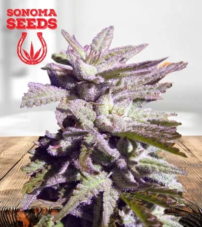bc-hash-plant-regular-image