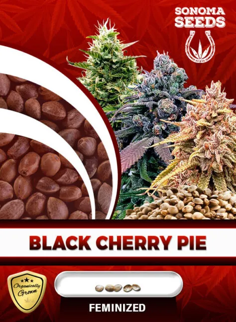 black-cherry-pie-image