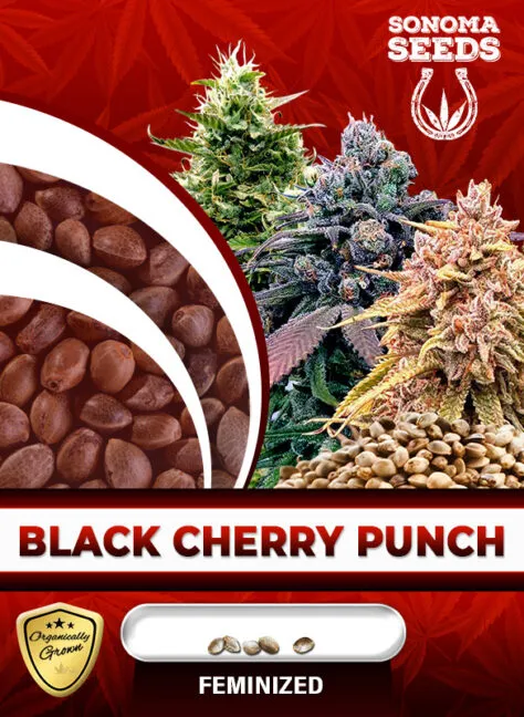 black-cherry-punch-image