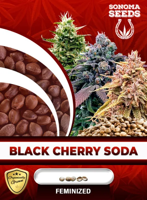 black-cherry-soda-image