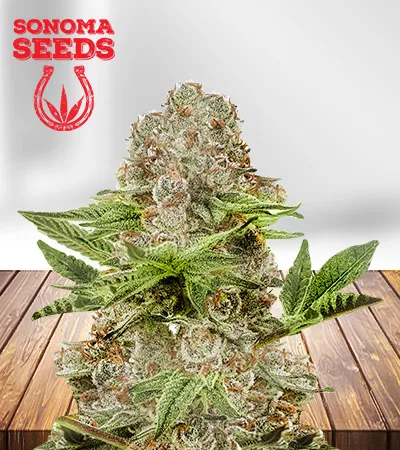 black-diamond-autoflowering-image