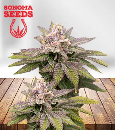 black-diamond-cbd-image