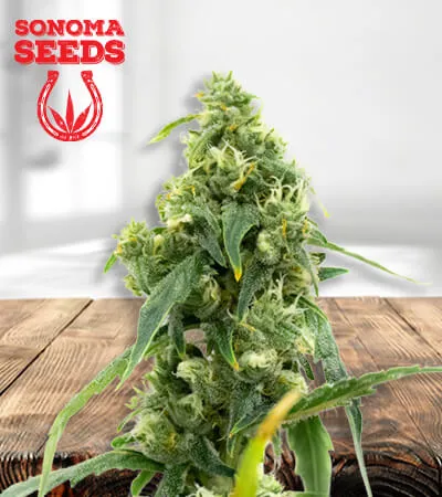 black-diesel-cbd-image