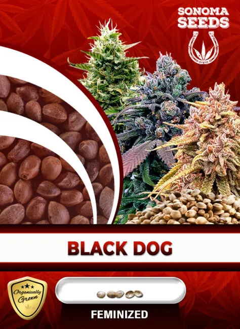 black-dog-image