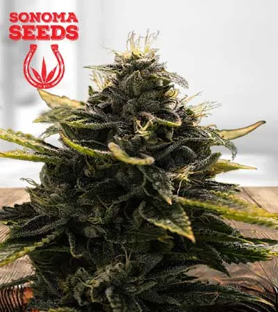 Black Widow Autoflowering