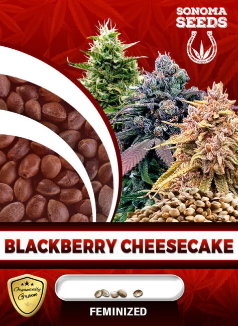blackberry-cheesecake-image