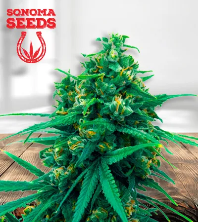 Blue Cheese Autoflowering