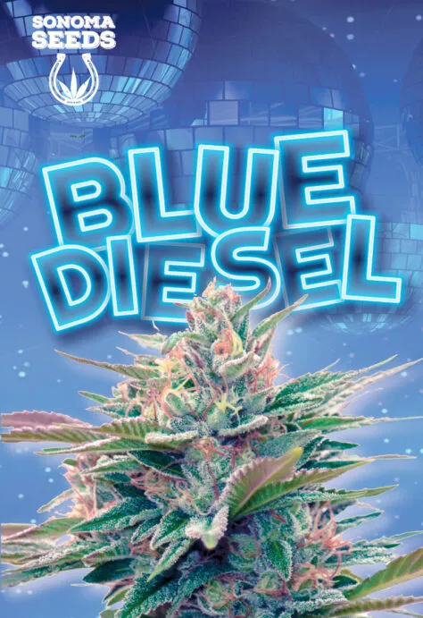 blue-diesel-autoflowering-image