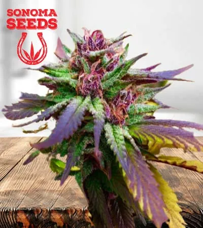 Blue Diesel Regular