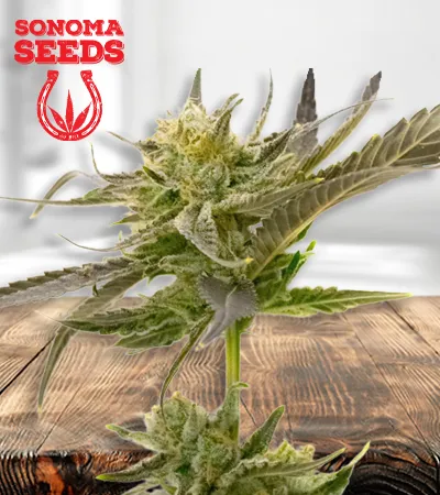 Blue Fruit Autoflowering