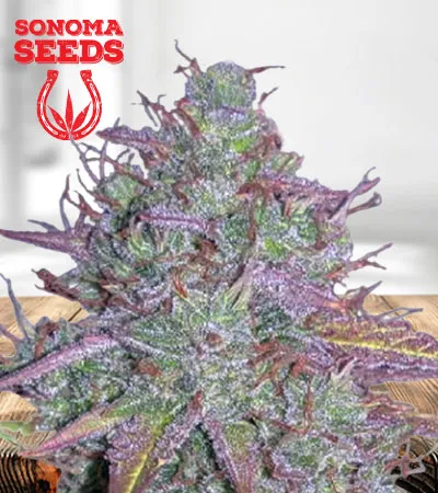 Blue Mystic Autoflowering