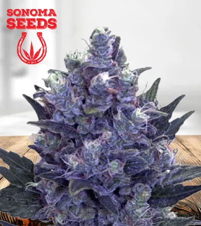 blue-pyramid-autoflowering-image