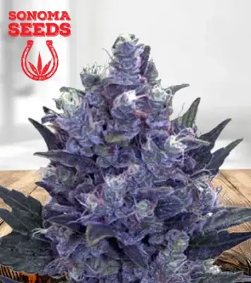 Blue Pyramid Autoflowering