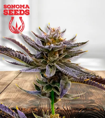 blueberry-autoflowering-image