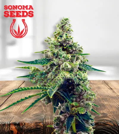 Blueberry CBD